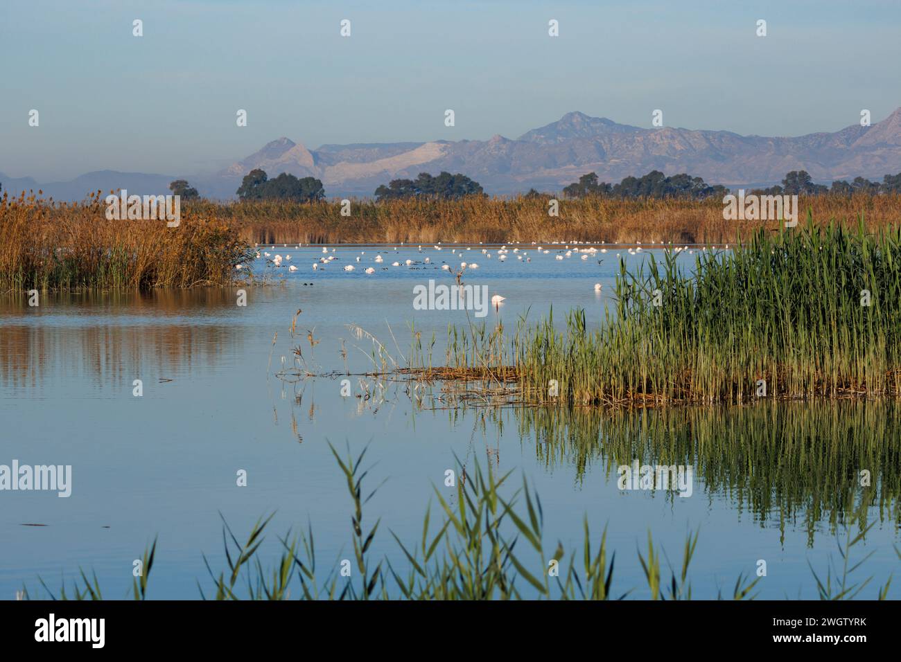 Landscape with lagoon and flamingos in the El Hondo natural park of ...