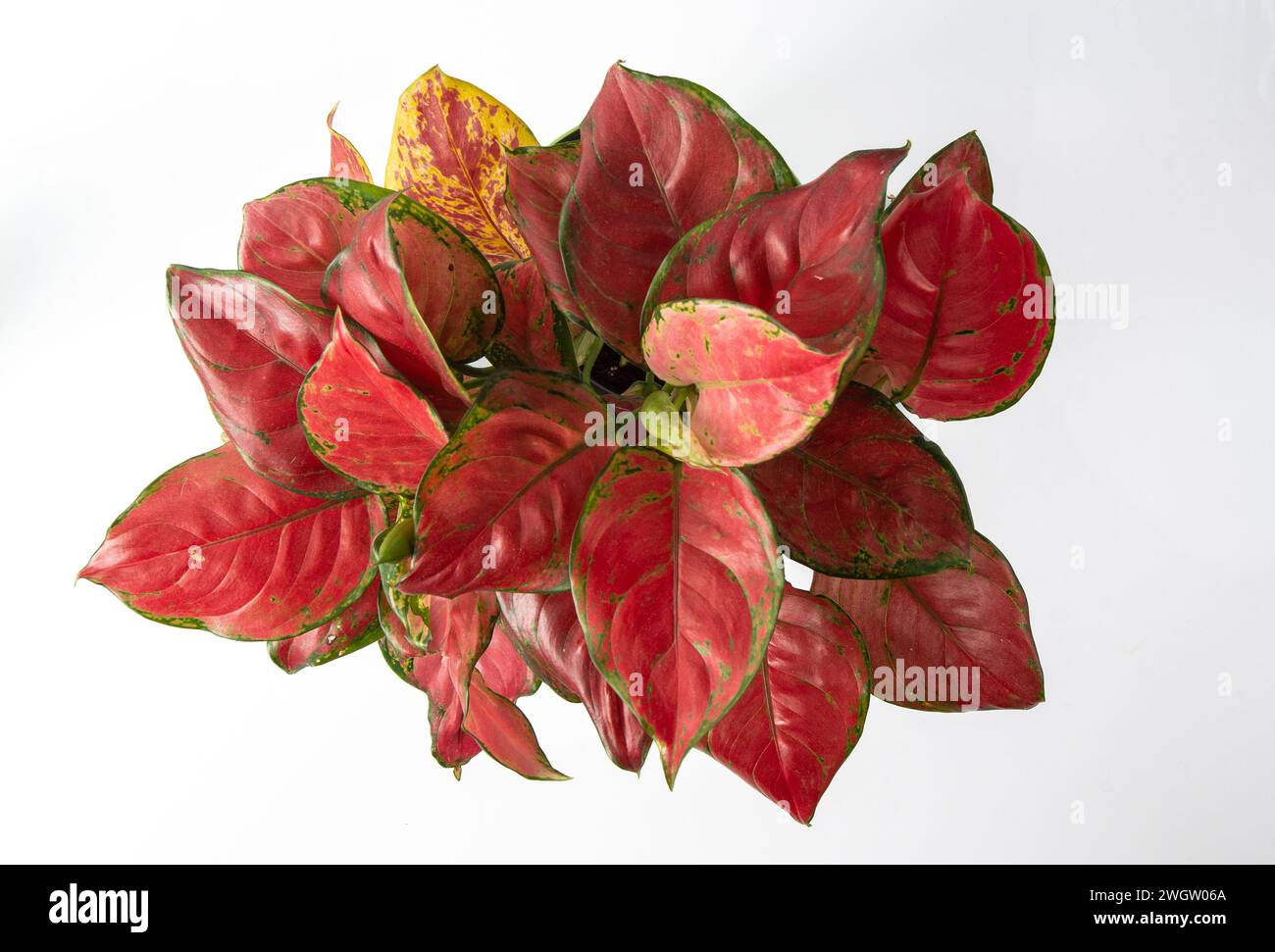 Red aglonema flower isolated on white background. Leaves with bright pink veins. Aglaonema plant Stock Photo
