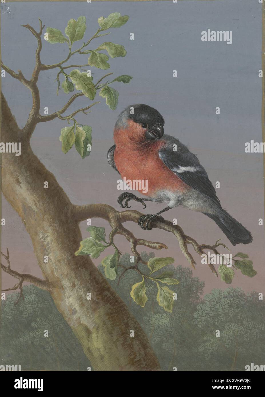 Goudvink, Barbara Regina Dietzsch, 1716 1783 drawing paper. deck