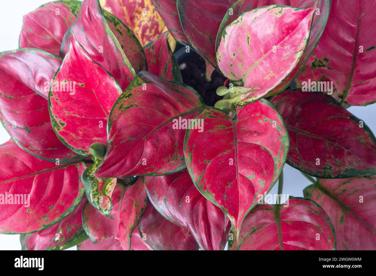 Red aglonema flower. Leaves with bright pink veins. Aglaonema plant Stock Photo