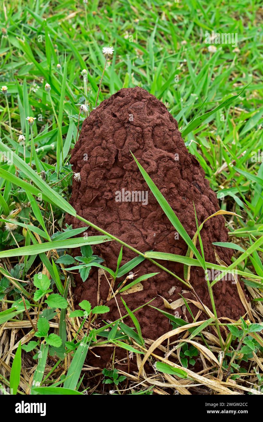 Termite Mound In Yard How To Spot The 7 Signs Of A Termite Problem