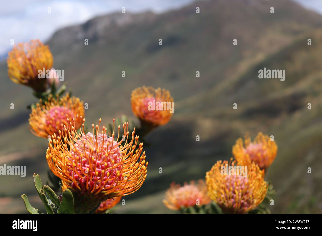 Some proteas in South Africa against majestic mountain peaks Stock Photo