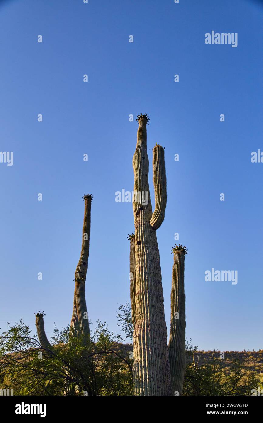 Sunset in sonoran desert hi-res stock photography and images - Alamy