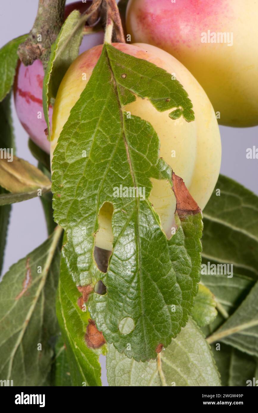 Bacterial canker (Pseudomonas syringae pv morsrunorum) 'shothole'on leaves of a fruiting Victoria plum tree, Berkshire, August Stock Photo