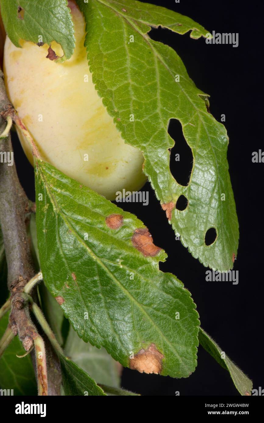 Bacterial canker (Pseudomonas syringae pv morsrunorum) 'shothole'on leaves of a fruiting Victoria plum tree, Berkshire, August Stock Photo