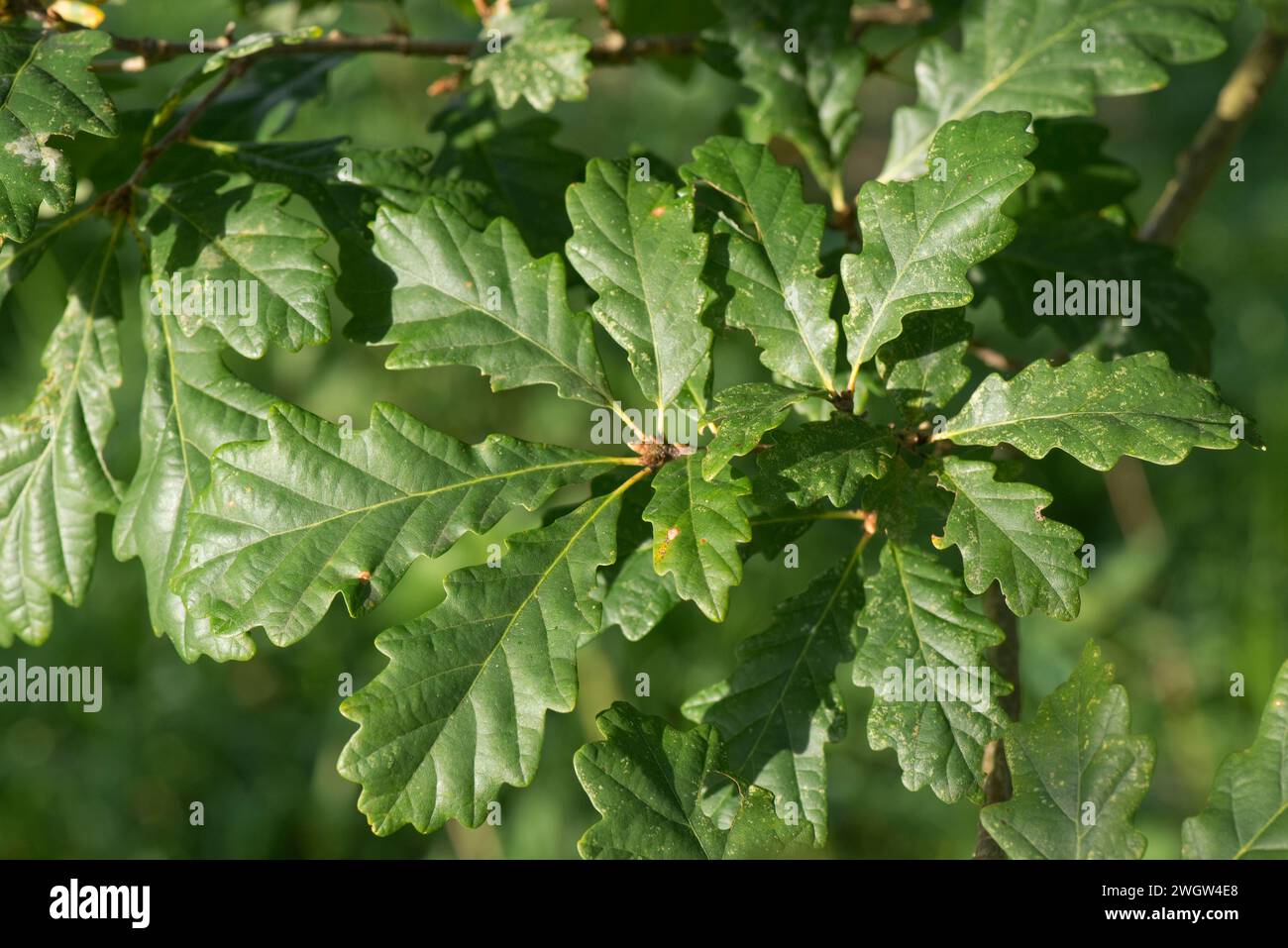 Old mature oak tree (Quercus robur) leaves in early autumn before changing colour, Berkshire, October Stock Photo