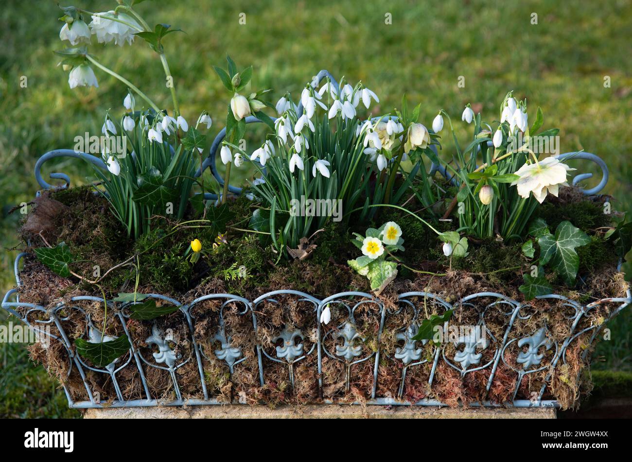 Vintage-style wirework planter with winter-flowering plants Stock Photo