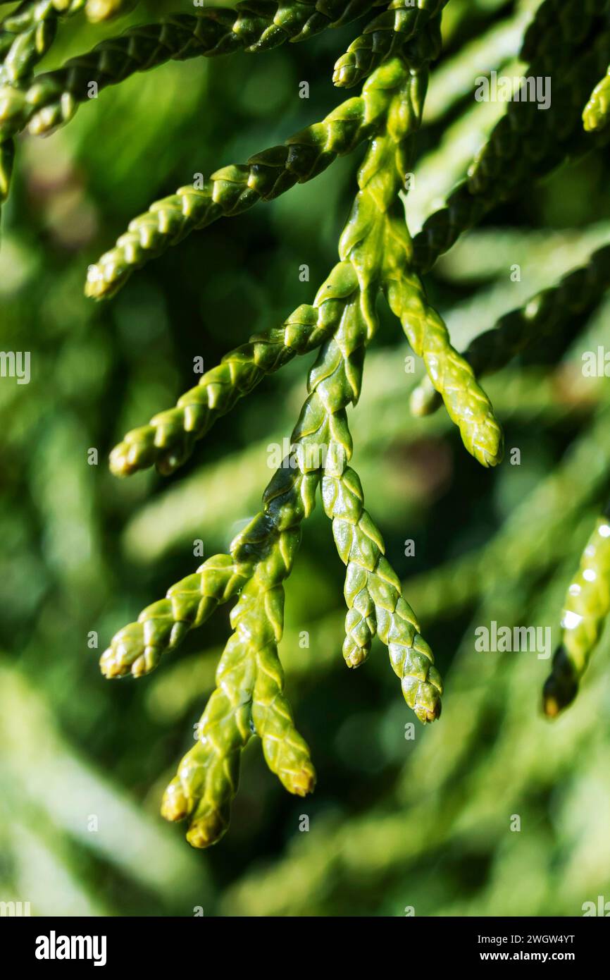 Green thuja branches close up in springtime, macro photo Stock Photo