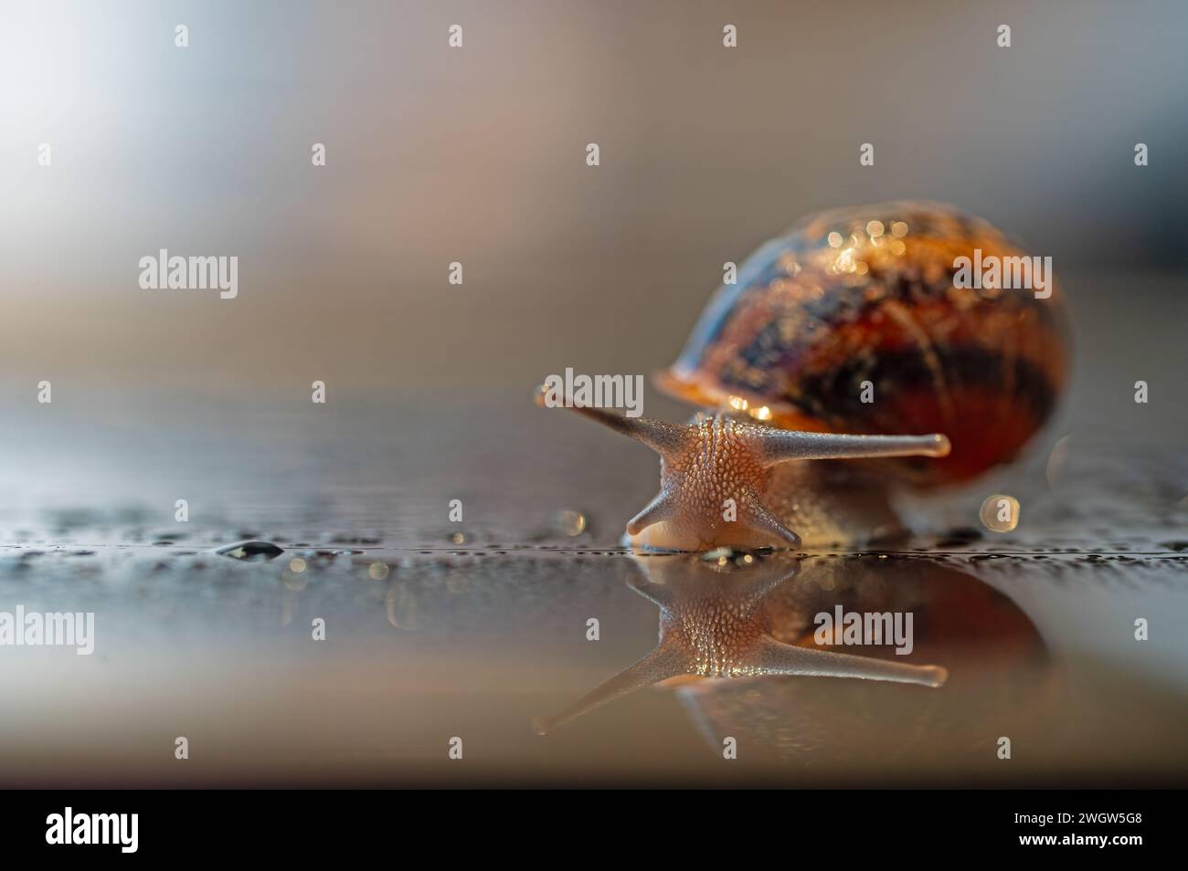 Snails and raindrops on glass. Stock Photo