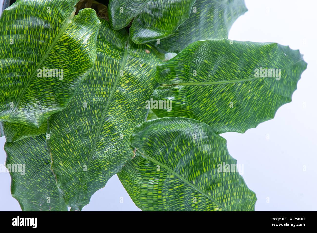calathea kerchoveana Maranta leuconeura var. kerchoveana indoor plant — Green My Space main image 1