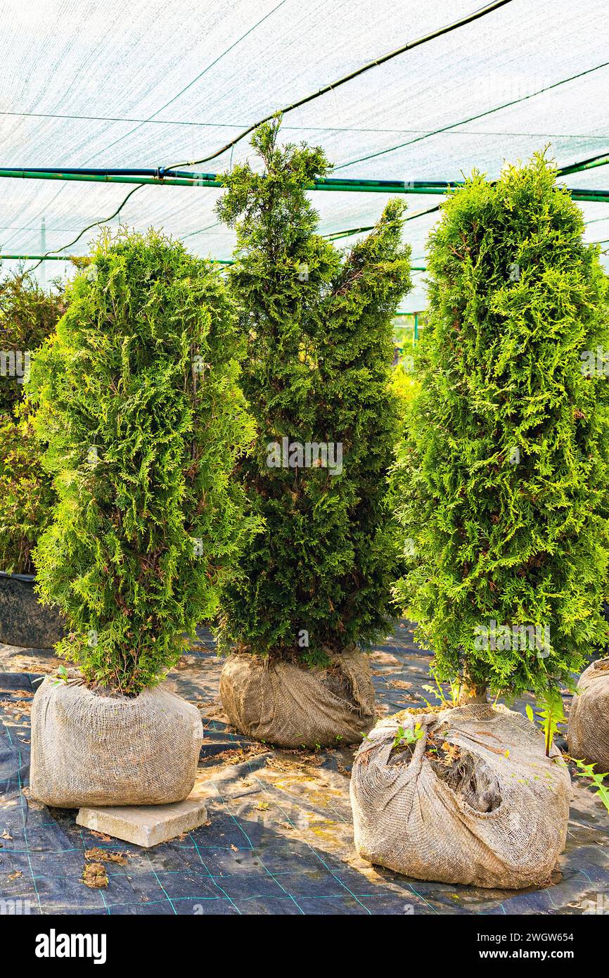 thuja seedling in a bag in a plant nursery. thuja seedling in the nursery. sale of thuja seedlings in a plant nursery Stock Photo