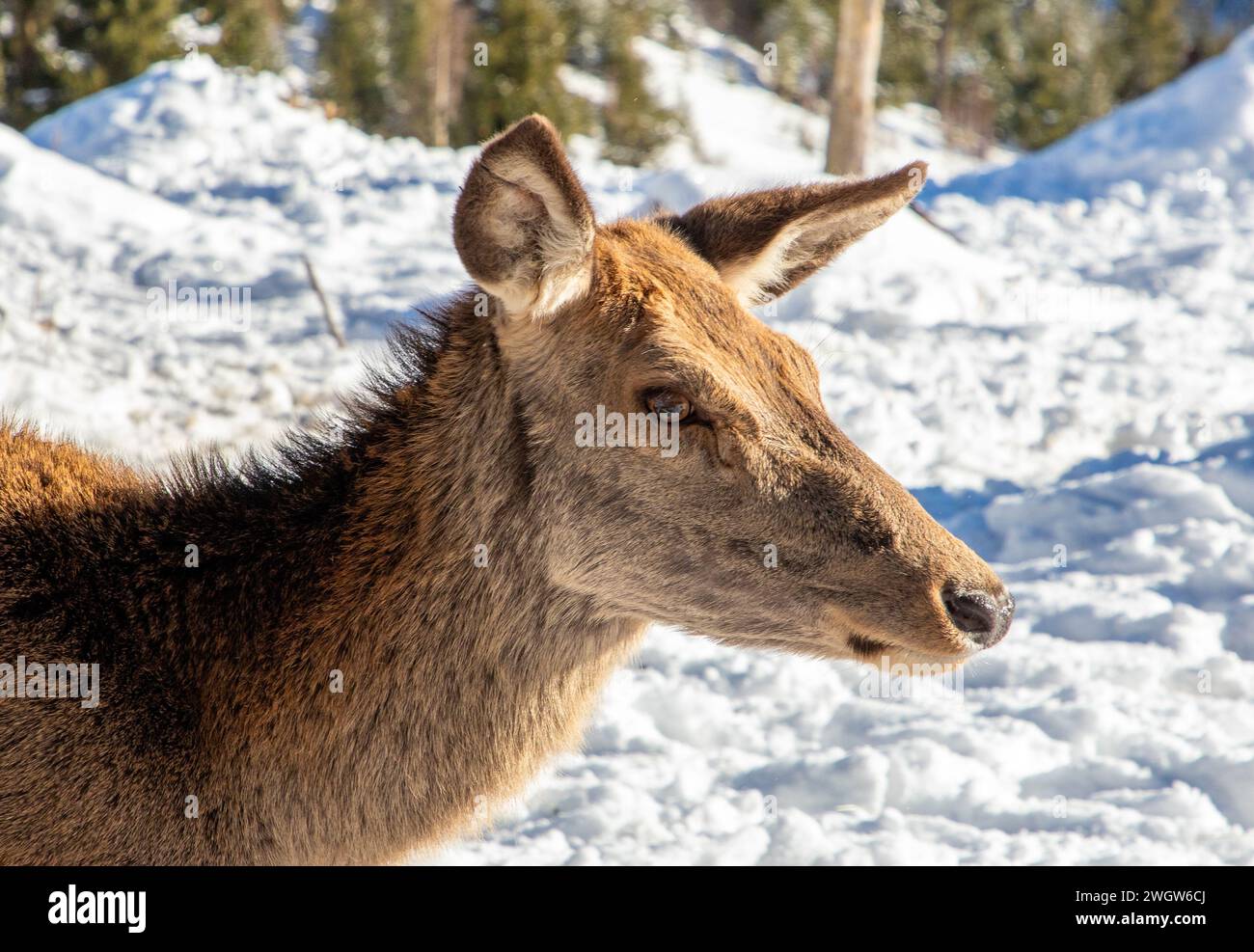 A close-up with the profile of the head of a female Carpathian deer Stock Photo