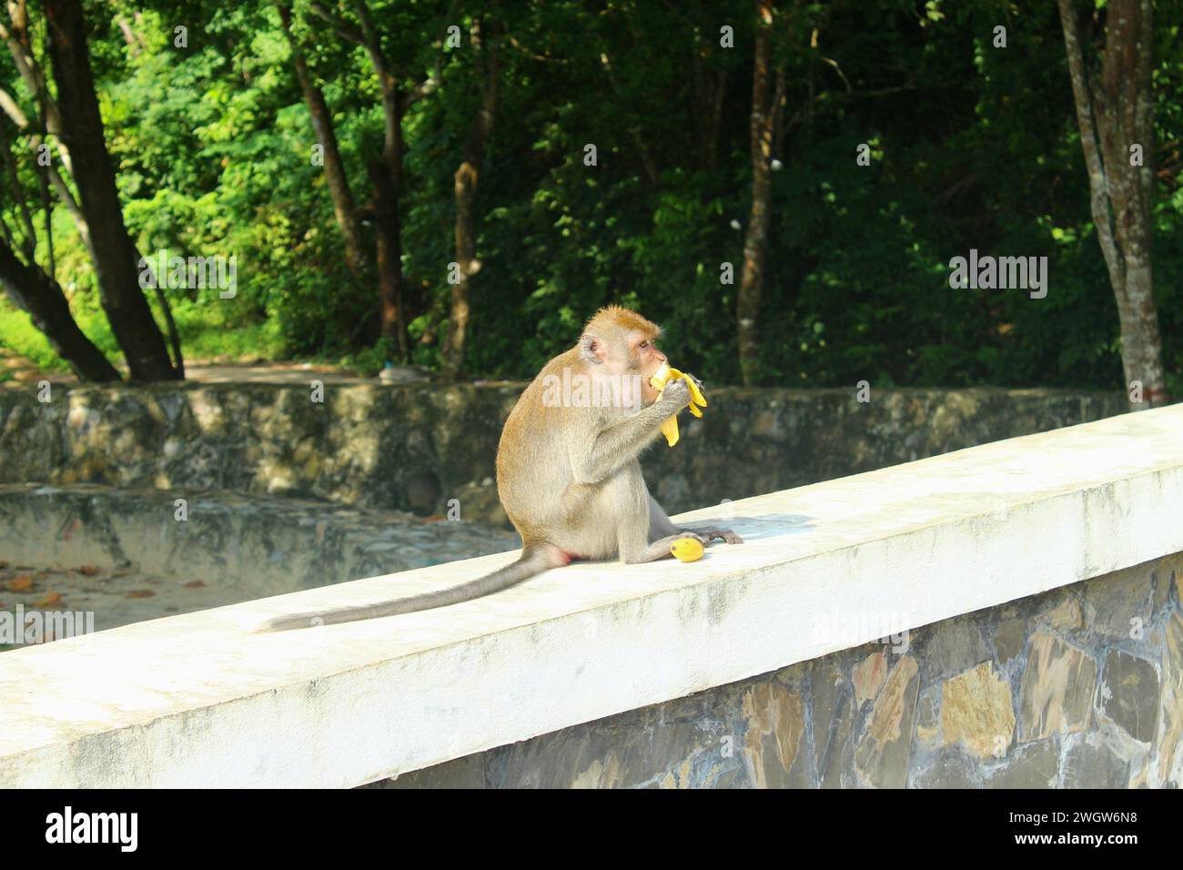 Wild monkey eating a banana outside Stock Photo