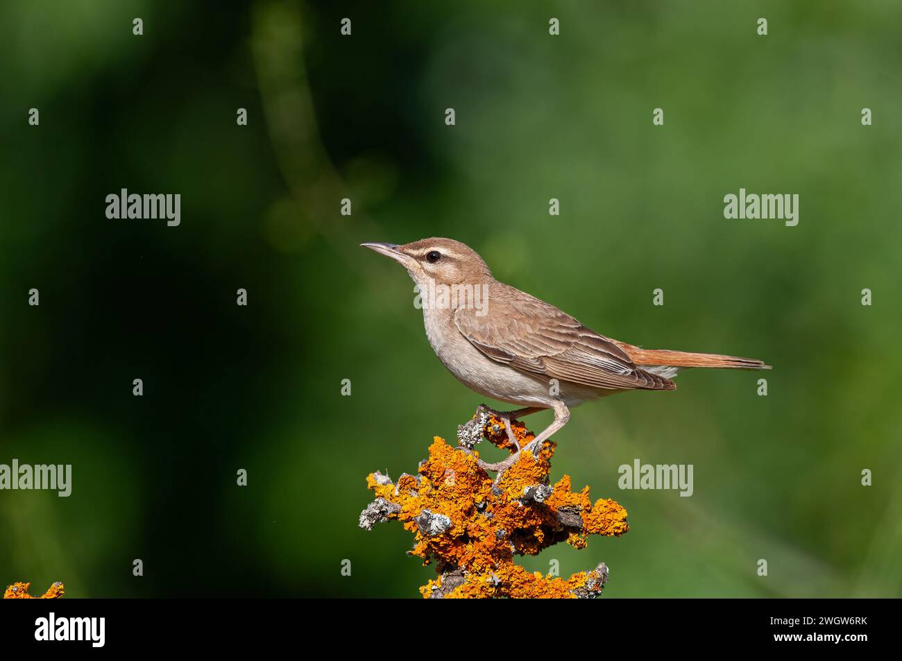 Rufous-tailed Scrub Robin on lichen branch. Cercotrichas galactotes. Stock Photo