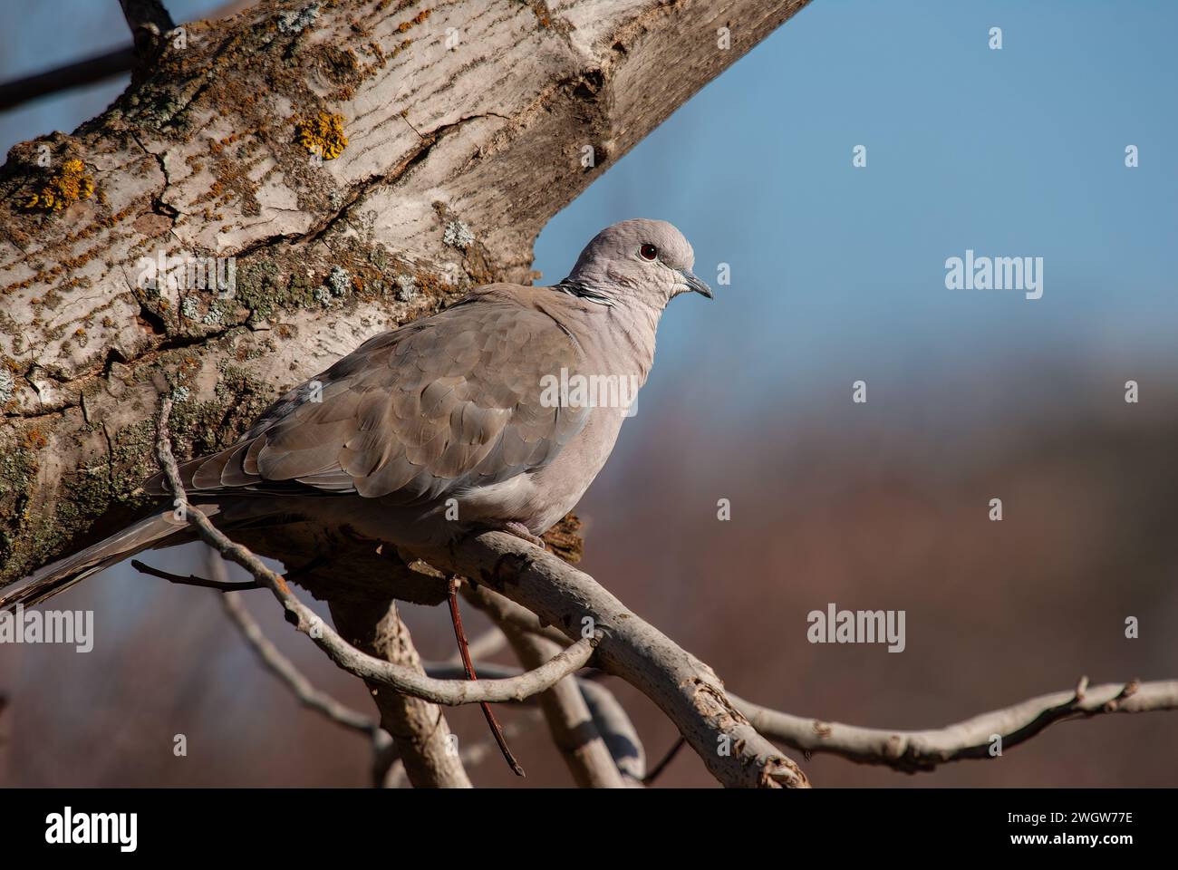 A gray bird on a tree branch. Eurasian Collared Dove. Latin name Streptopelia decaocto. Stock Photo