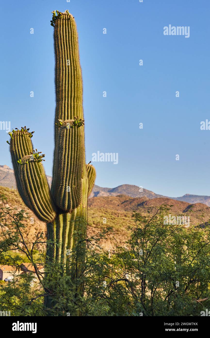 Blooming Saguaro Cactus in Arizona Desert Landscape Stock Photo - Alamy