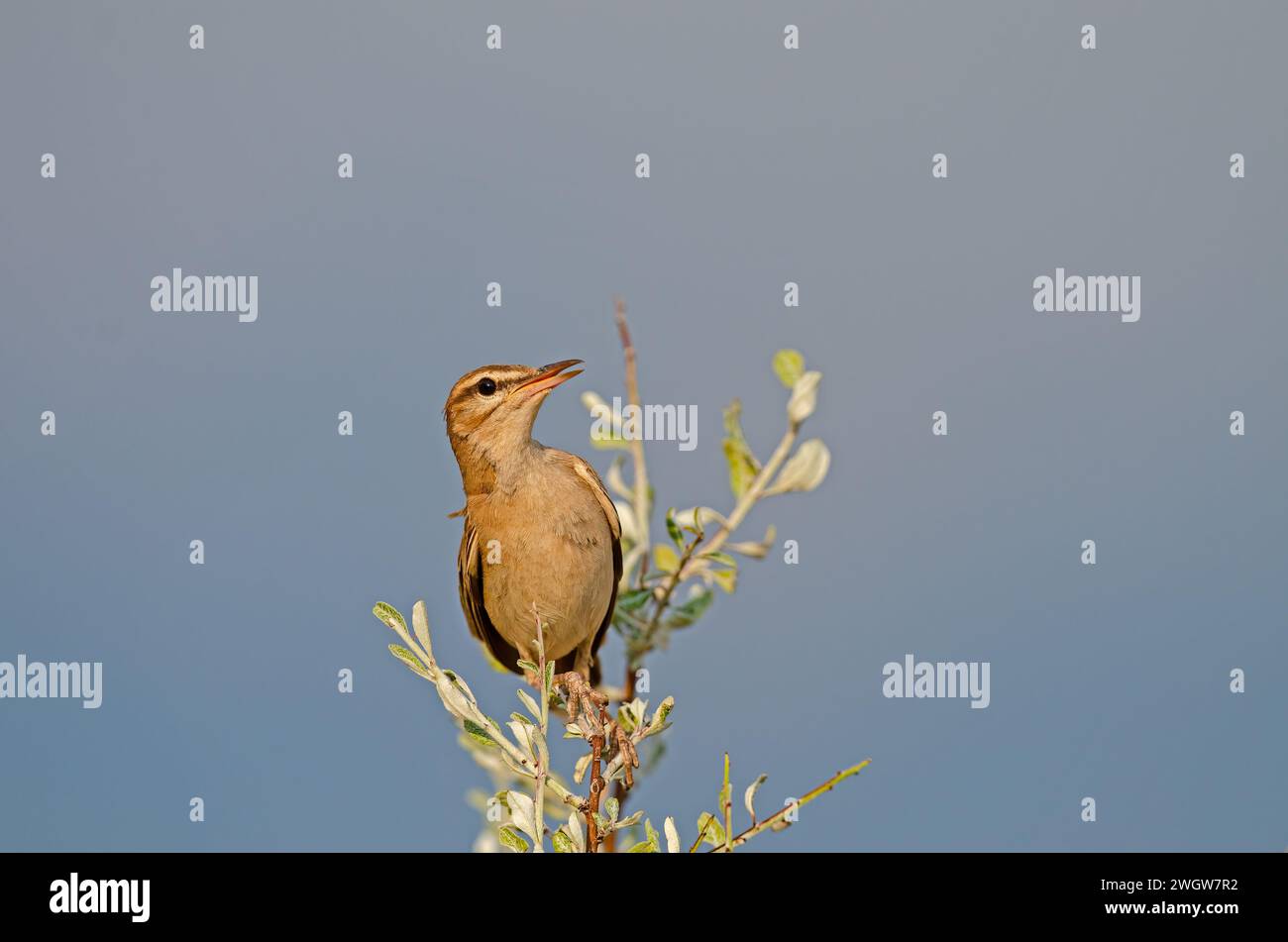 Rufous-tailed Scrub Robin on a branch. Cercotrichas galactotes Stock Photo