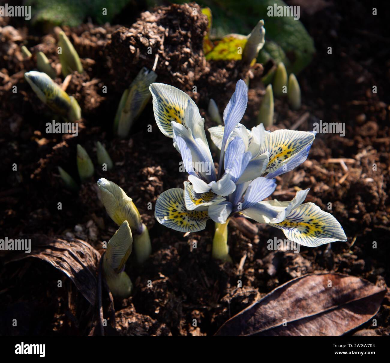 Iris 'Katherine Hodgkin' (reticulata) Stock Photo