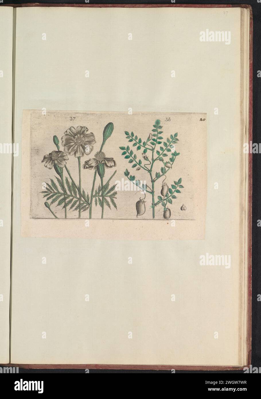Afrikaantje (Tagetes Patula) and Chickmerwt (Cicer Arietinum), Anonymous, After Crispijn van de Passe (I), 1640 print African and chickpea. Figs. 37 and 38 on a leaf by hand numbered 20. In: Anselmi Boëtii de Boot i.c. Brugsis & Rodolphi II. Imp. Novel. Medici a Cubiculis Florum, Herbarum, AC Fructuum Selectiorum Icones, & Vires Pleraque Hacttenus Ignotæ. Part of the album with magazines and plates from the Boodts Herbarium of 1640. The twelfth of twelve albums with watercolors of animals, birds and plants known around 1600, commissioned by Emperor Rudolf II. print maker: Southern Netherlandsa Stock Photo