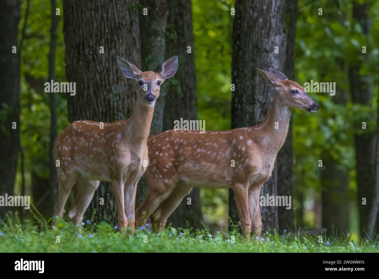 White-tailed fawns in northern Wisconsin. Stock Photo
