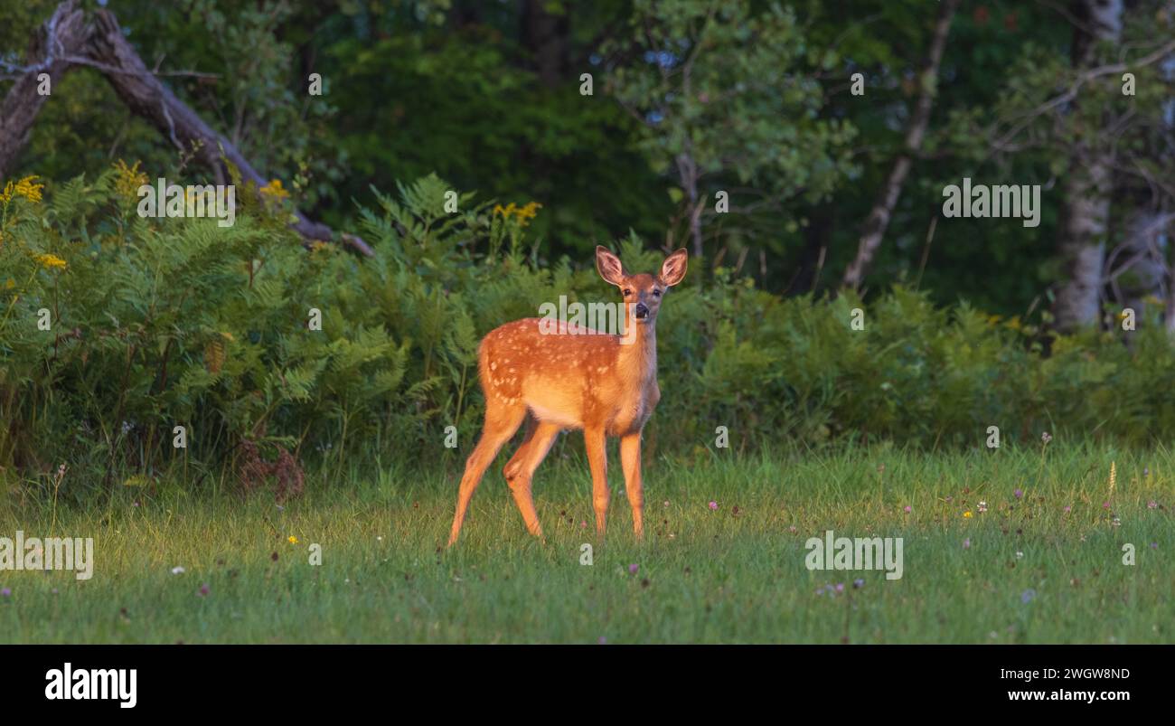 White-tailed fawn on an August evening in northern Wisconsin. Stock Photo