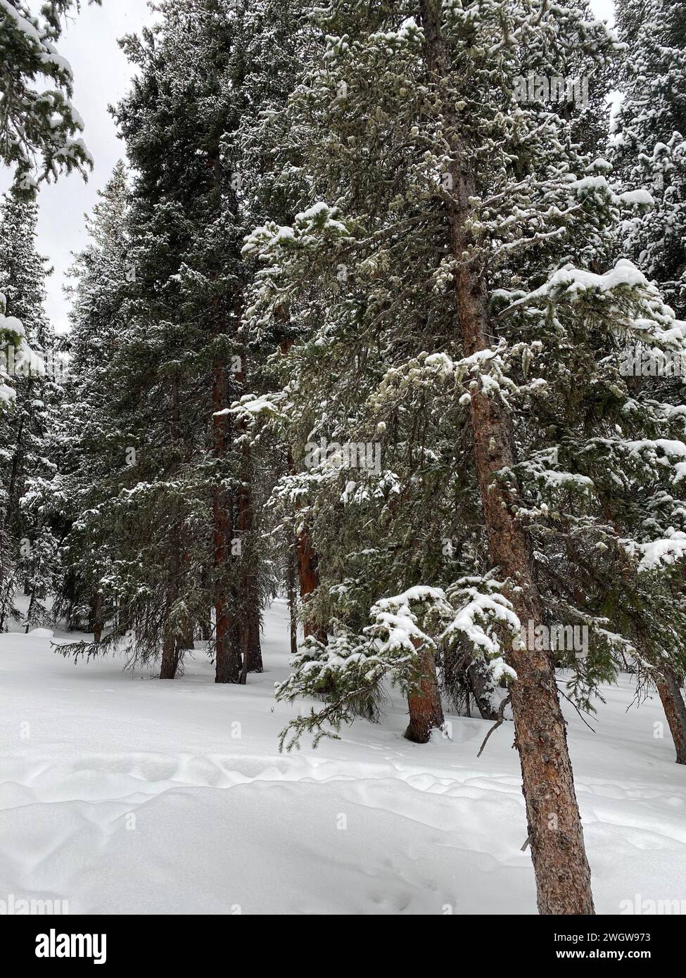 Photo of forest of subalpine fir, limber pine and bristlecone pine in winter at Echo Lake, Idaho Springs in Colorado, USA. Stock Photo