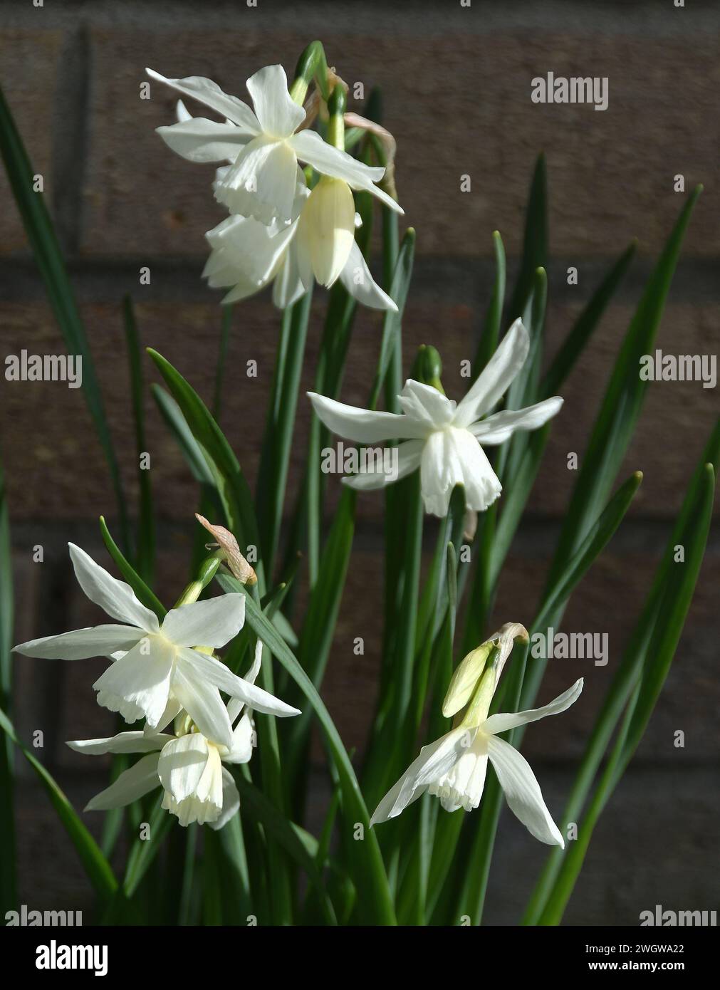 Narcissus triandrus 'Thalia' Stock Photo Alamy