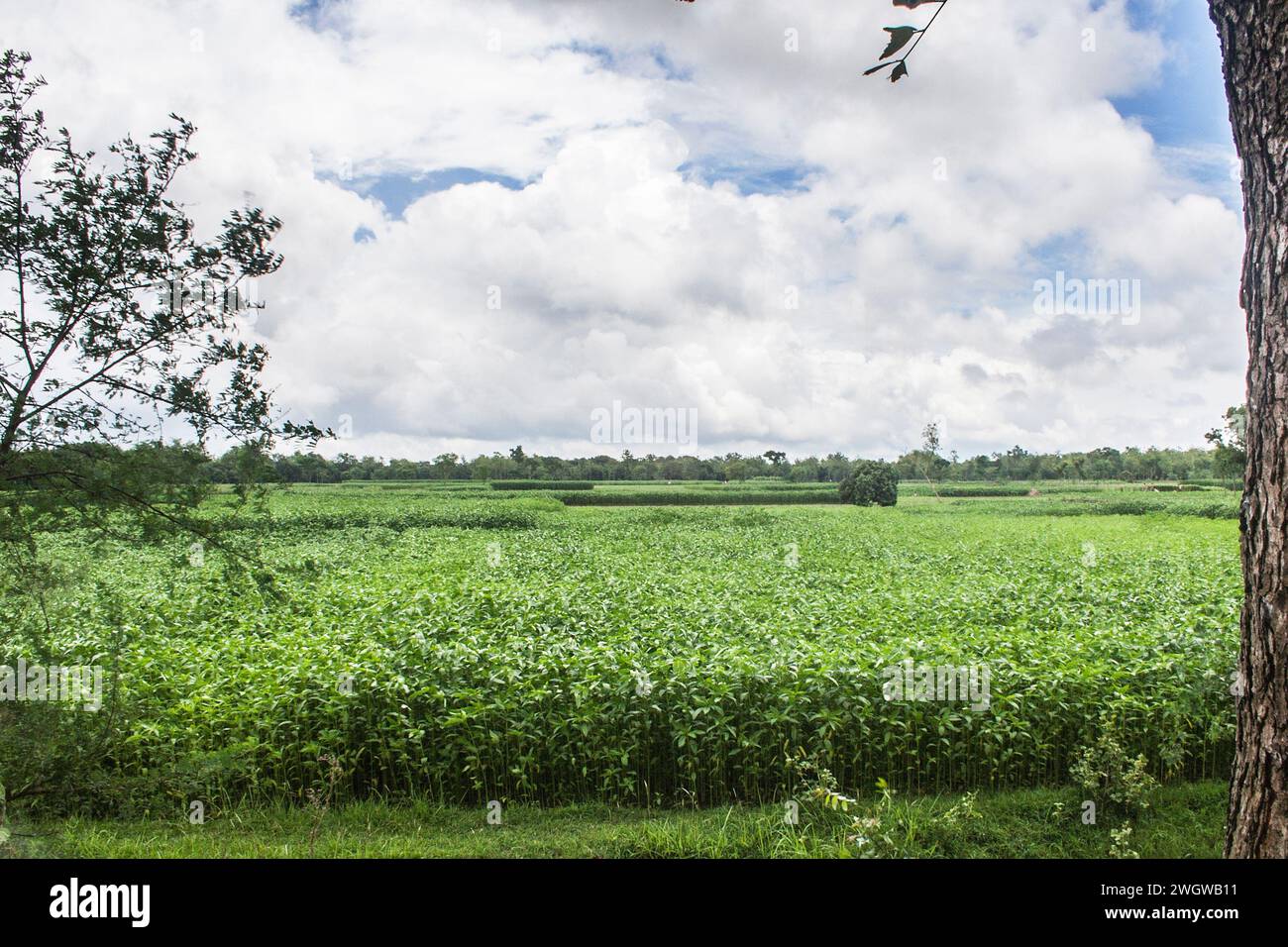 Agricultural land for growing vegetables and fruits. Khulna, Bangladesh. Stock Photo