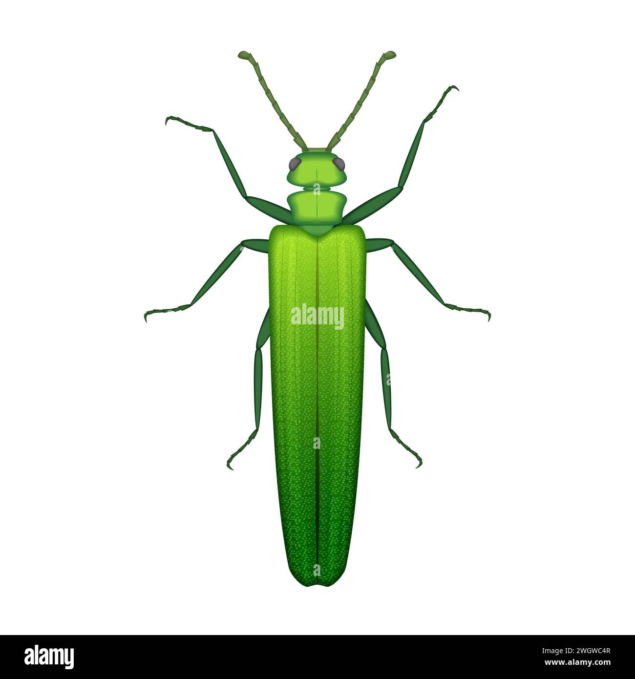 Green grasshopper, top view of bush cricket and insect pest vector illustration Stock Vector