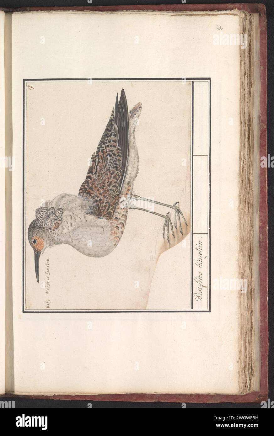 Kemphaan (Philomachus aggressive), Anselm Bootius de Boodt, 1596 - 1610 drawing Ruff. Numbered at the top right: 27. At the top left the Dutch name. Part of the third album with drawings of birds. Fifth of twelve albums with drawings of animals, birds and plants known around 1600, commissioned by Emperor Rudolf II. With explanation in Dutch, Latin and French. draughtsman: Praagdraughtsman: Delft paper. watercolor (paint). deck paint. pencil. chalk. ink brush / pen shore-birds and wading-birds: ruff Stock Photo
