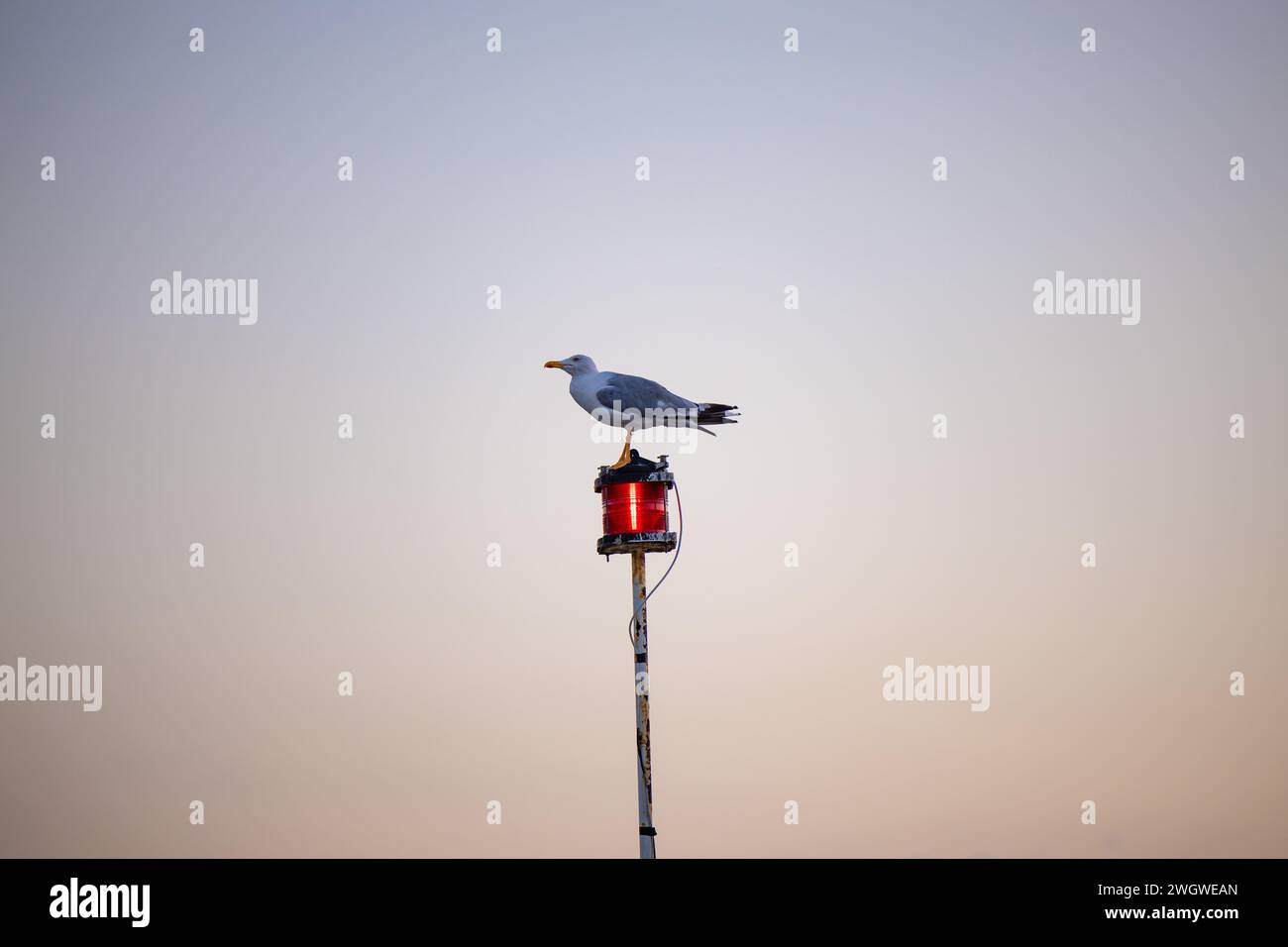 Fishing eagle. Ave rapas seen in its nest built on electric light pole.  Start the flight on the desert floor of Sonora, Mexico. Aguila, vuelo Stock  Photo - Alamy