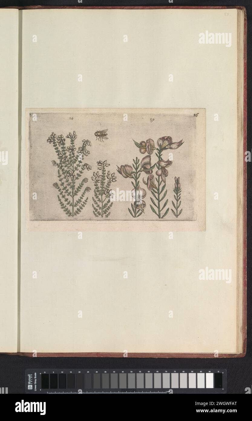 Dopheide (Erica Tetralix) and broom bush (Spartium Junceum), Anonymous, After Crispijn van de Passe (I), 1640 print Dopheide and broom bush (or Brem). With a bee. Figs. 29 and 30 on a leaf by hand numbered 16. In: Anselmi Boëtii the boat i.c. Brugsis & Rodolphi II. Imp. Novel. Medici a Cubiculis Florum, Herbarum, AC Fructuum Selectiorum Icones, & Vires Pleraque Hacttenus Ignotæ. Part of the album with magazines and plates from the Boodts Herbarium of 1640. The twelfth of twelve albums with watercolors of animals, birds and plants known around 1600, commissioned by Emperor Rudolf II. print make Stock Photo