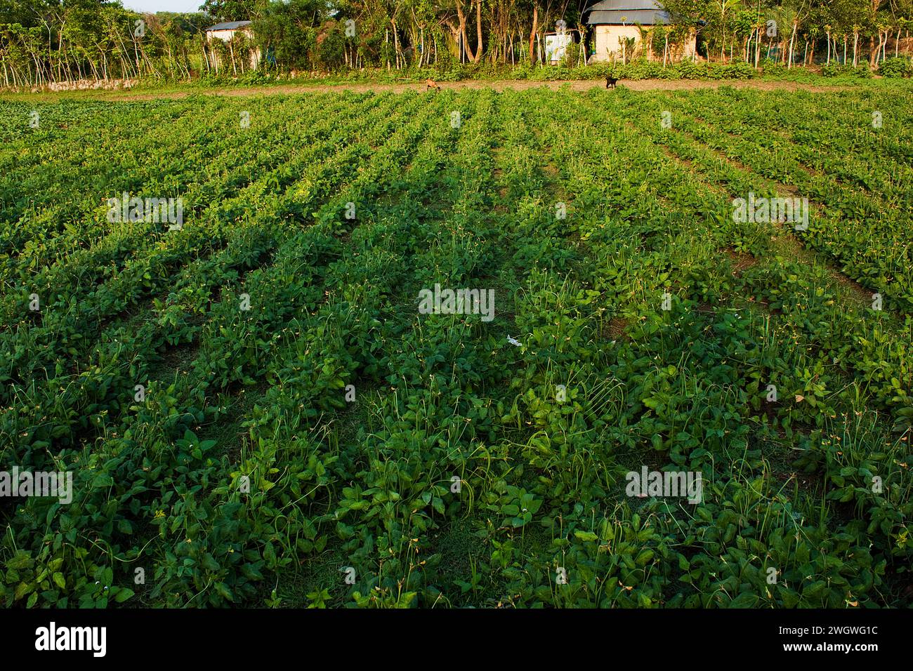 Bangladeshi Farmers Growing Vegetables At A Vegetable Field Khulna Bangladeshi Farmers Growing Vegetables At A Vegetable Field Khulna
