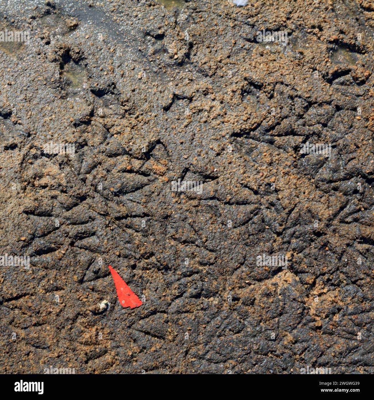 Intricate pebble pattern hi-res stock photography and images - Alamy
