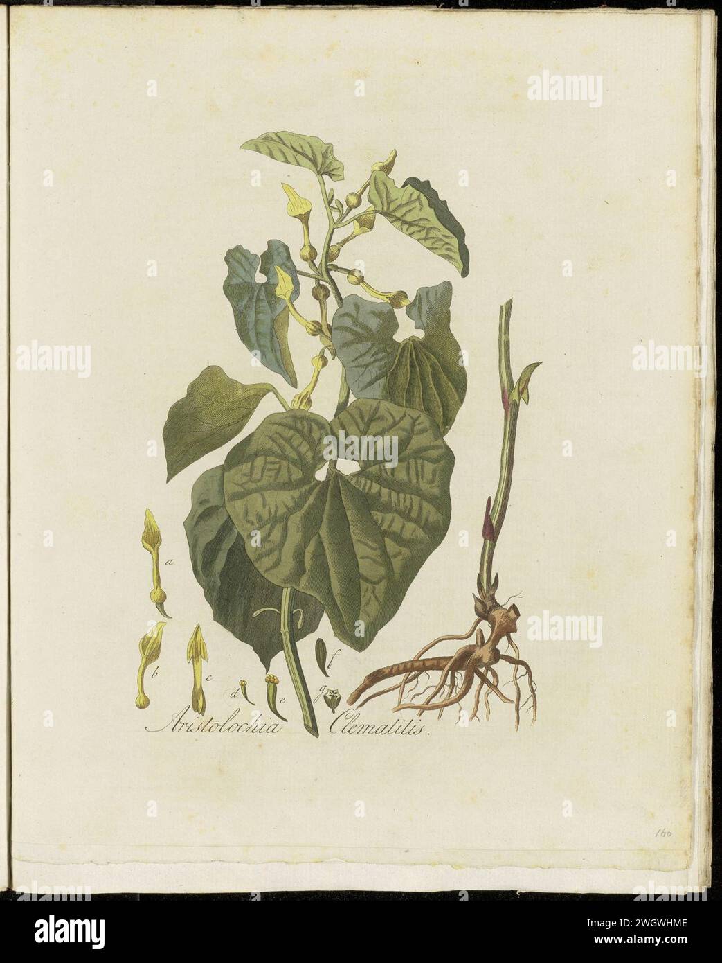 Aristolochia clematitis Stock Photo