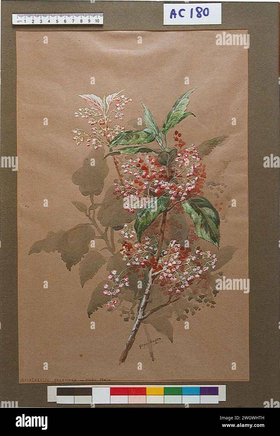 Aristotelia racemosa - Moko Moko by Nina Jones ac180. Stock Photo