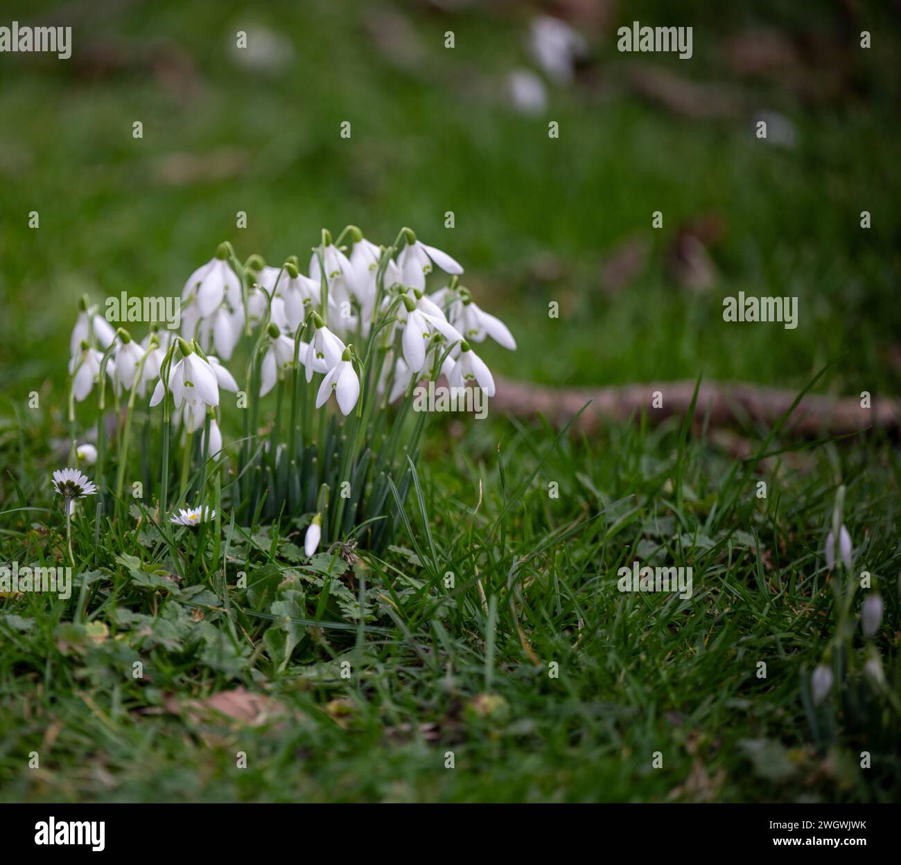 Wnter flowrs hi-res stock photography and images - Alamy