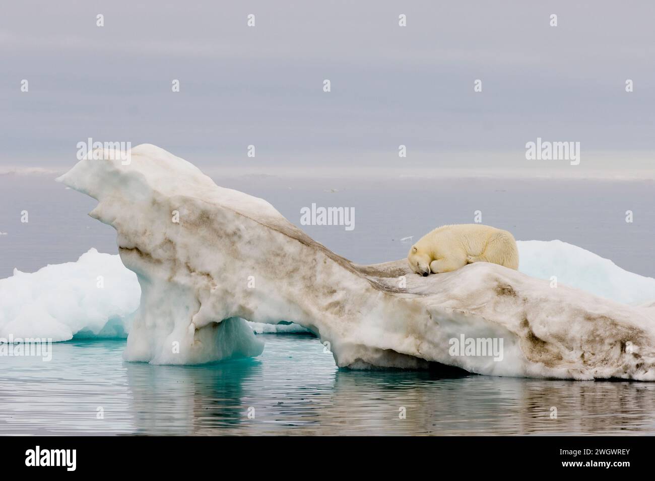 polar bear, Ursus maritimus, sleeps atop an iceberg floating in the Beaufort Sea, Arctic Ocean Stock Photo