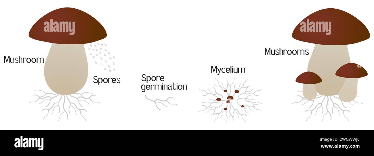 White mushroom growth cycle isolated on white background Stock Vector