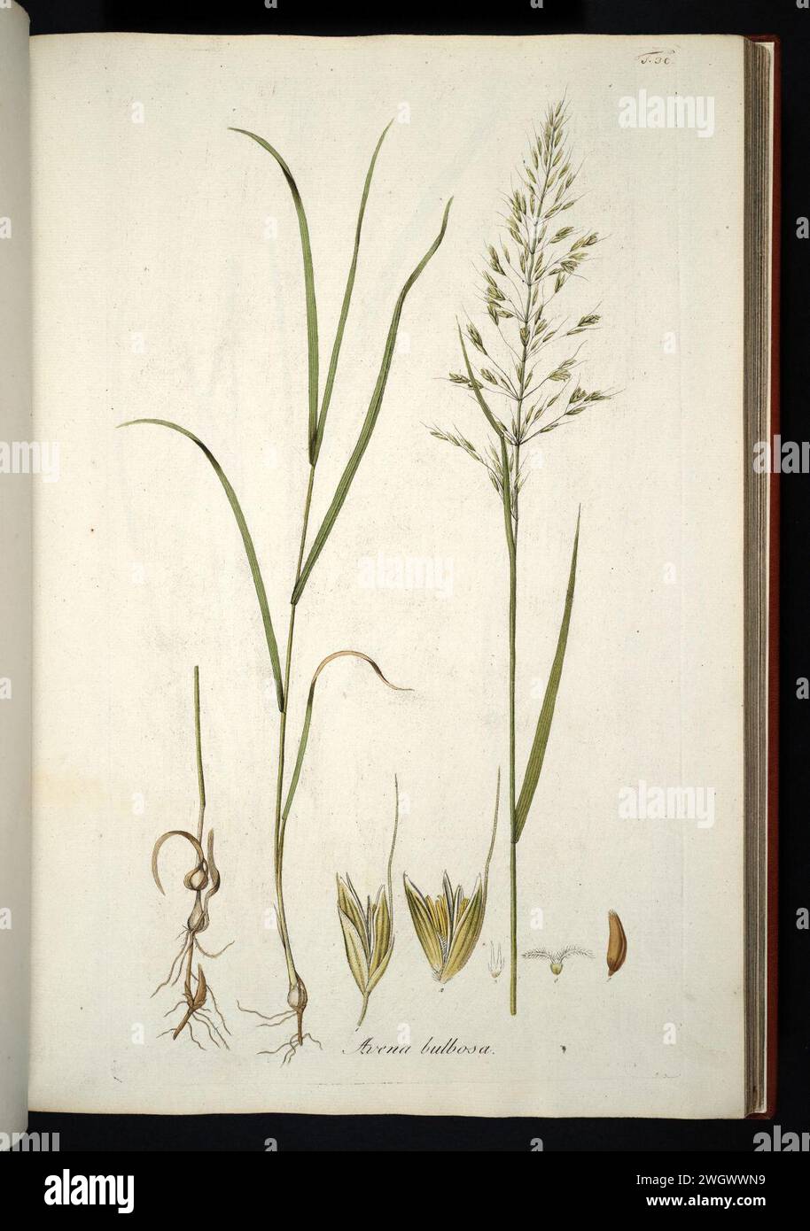 Arrhenatherum elatius subsp. bulbosum illustration (01). Stock Photo