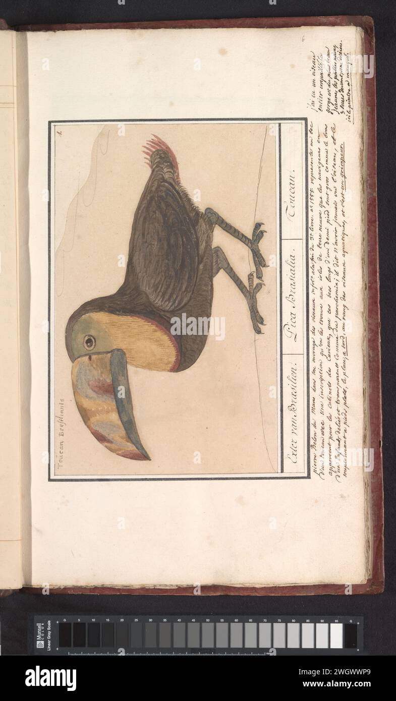 Toekan (Ramphastos), Anselmus Boëtius de Boodt, 1596 - 1610 drawing Toucan. Numbered at the top right: 1. At the top left the Latin name. On the album magazine an annotation in French. Part of the third album with drawings of birds. Fifth of twelve albums with drawings of animals, birds and plants known around 1600, commissioned by Emperor Rudolf II. With explanation in Dutch, Latin and French. draughtsman: Praagdraughtsman: Delft paper. watercolor (paint). deck paint. pencil. ink brush / pen other birds: toucan Stock Photo