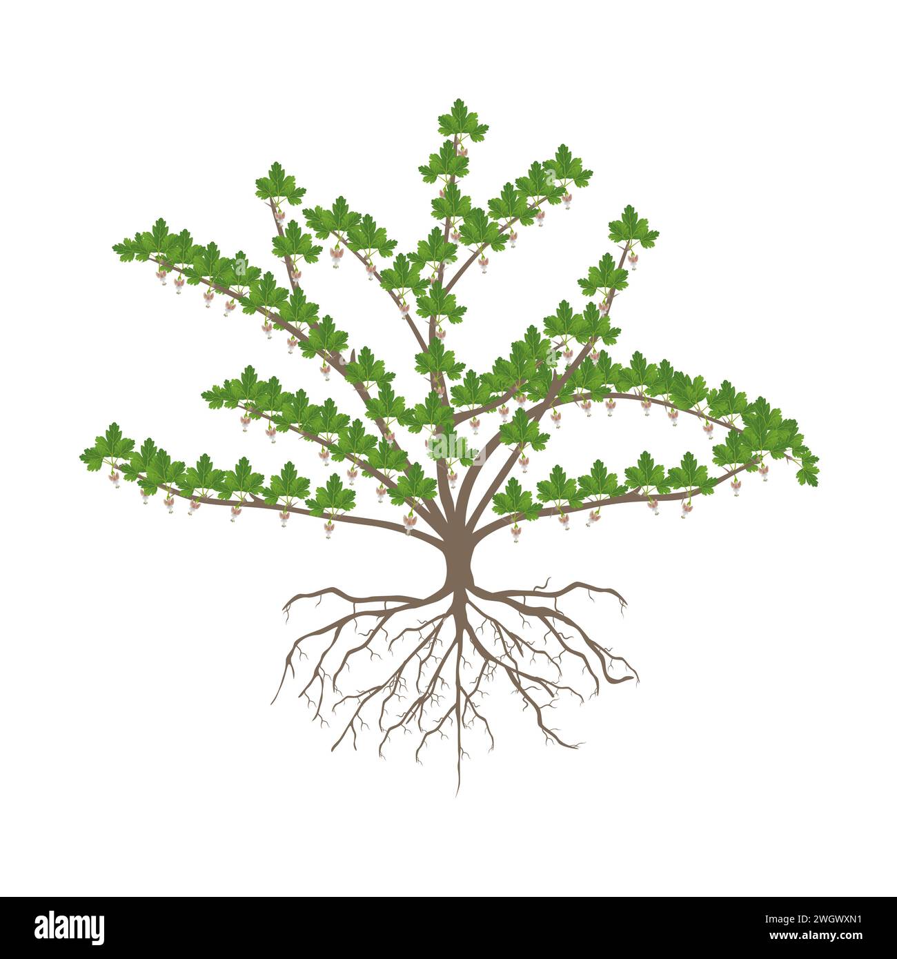 Blooming gooseberry bush with roots isolated on white background Stock ...