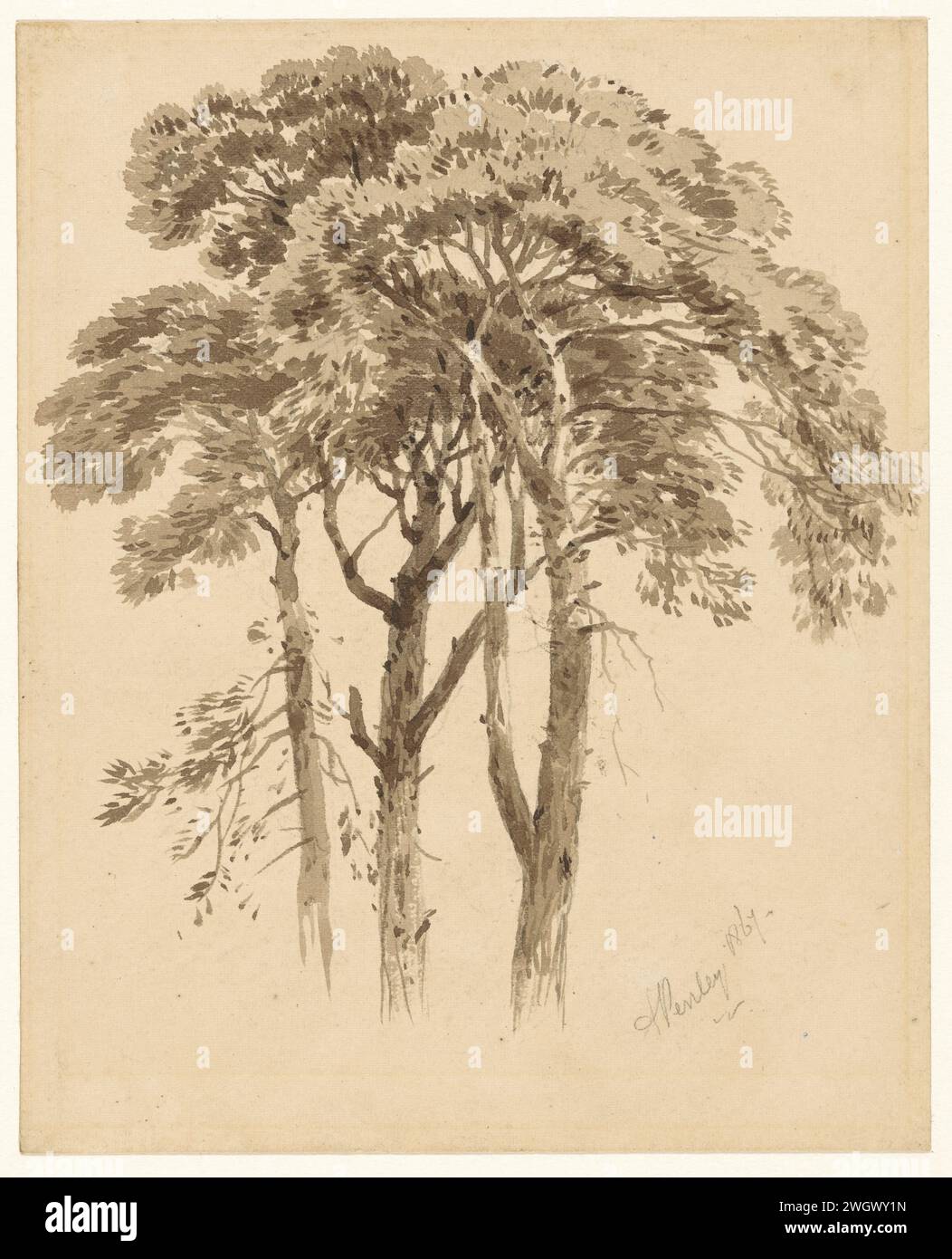 Study of Drie Dennen, Aaron Edwin Penley, 1867 drawing   paper. pencil brush trees: pine Stock Photo