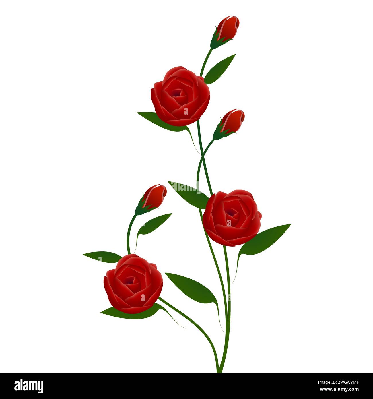 Red White Roses Abstract Abstract bouquet of red roses with buds on a white background Stock ...