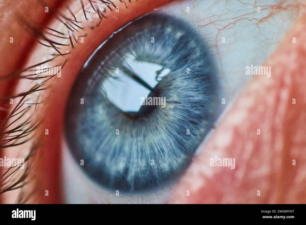 Blue Iris Macro Detail with Natural Eyelashes Stock Photo
