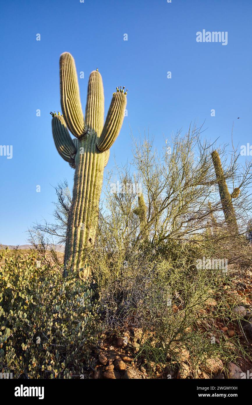 Golden Hour Saguaro Cactus in Arizona Desert Landscape Stock Photo - Alamy