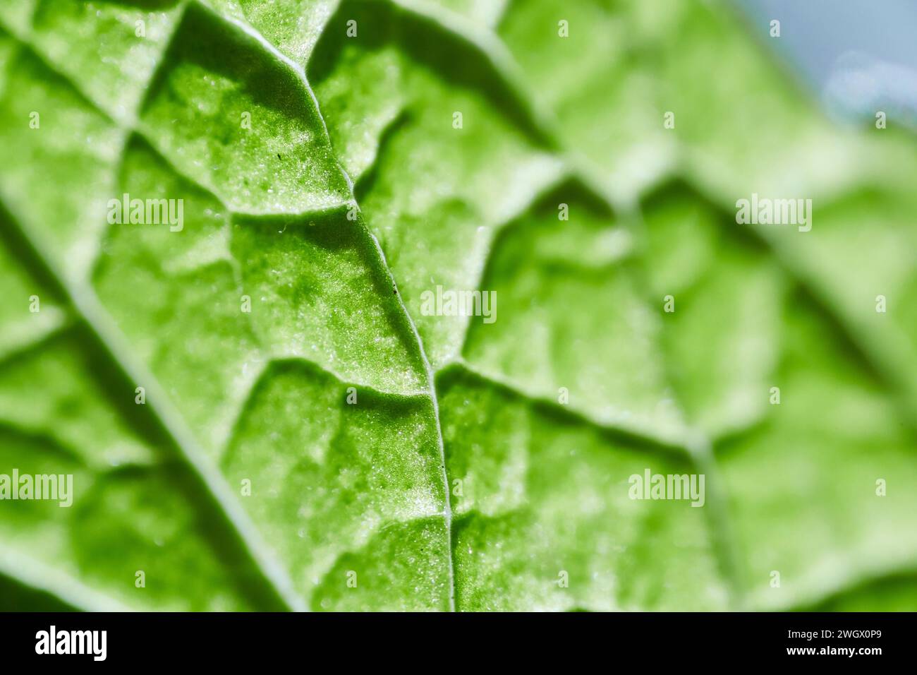 Leaf vein structure hi-res stock photography and images - Alamy