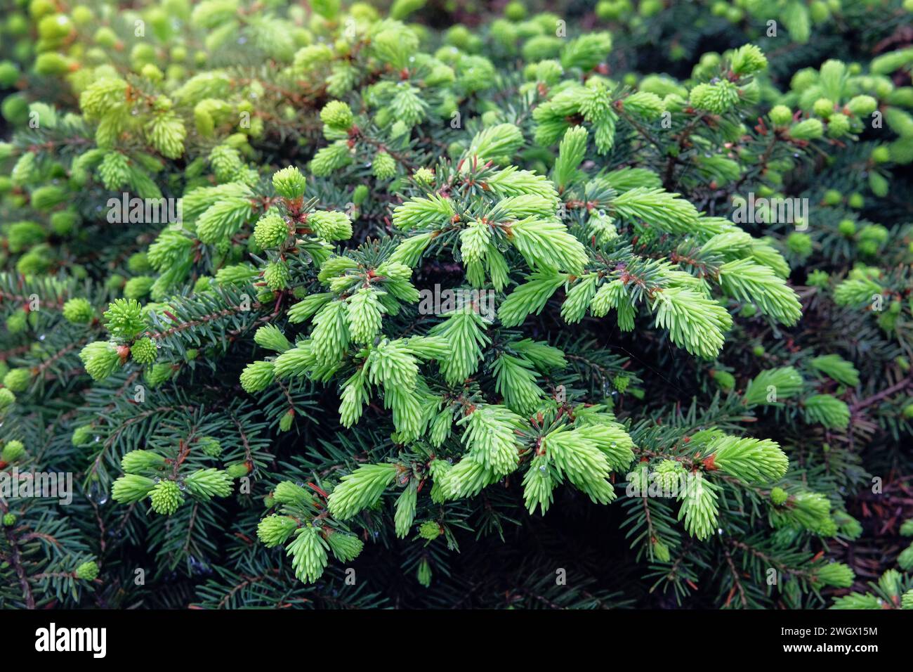 Pure pine forest hi-res stock photography and images - Alamy