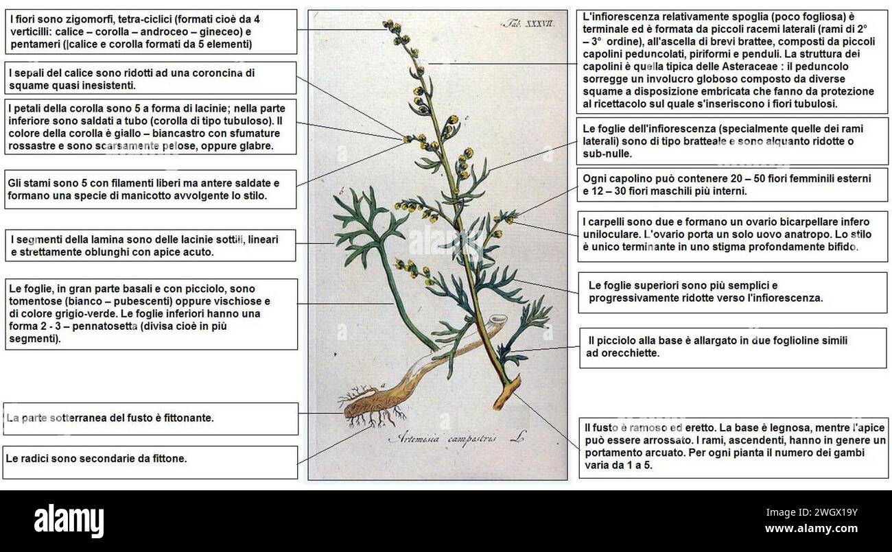 Artemisia campestris - Ypey - DESC. Stock Photo