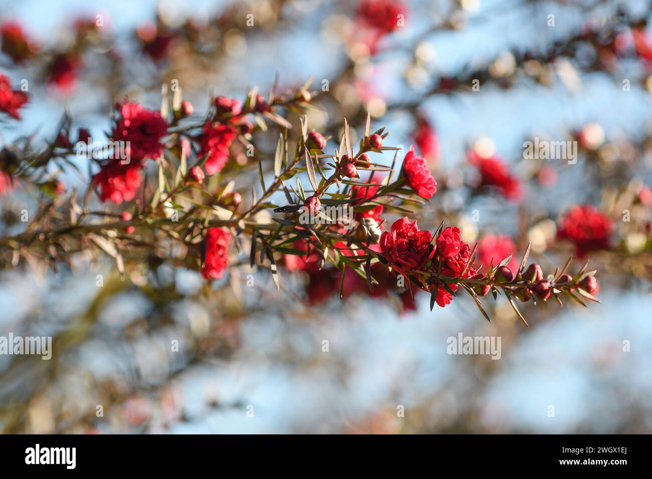 Leptospermum scoparium (manukoa) flowers in the winter months), Stock Photo